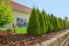 Load image into Gallery viewer, Starter Set Planted Rows M