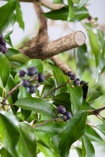 Load image into Gallery viewer, Premium Secateur BP 50